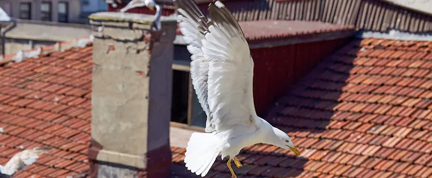 Residential Chimney Animal Removal Solution in Biloxi, MS